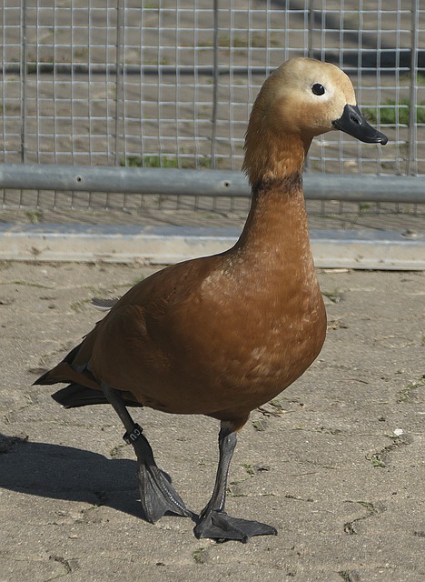对决中
